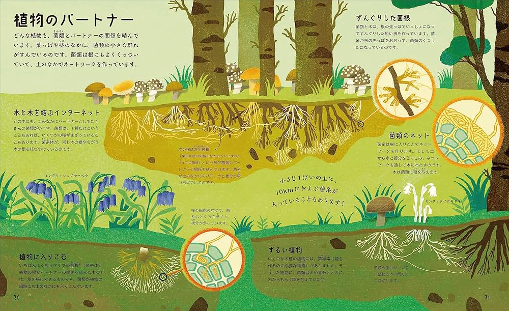 タイのキノコと大型菌類の多様性　洋書 タイのキノコと大型菌類の多様性 洋書